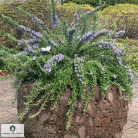 Rosemary Prostratus 140mm Pot (Rosmarinus officinalis)