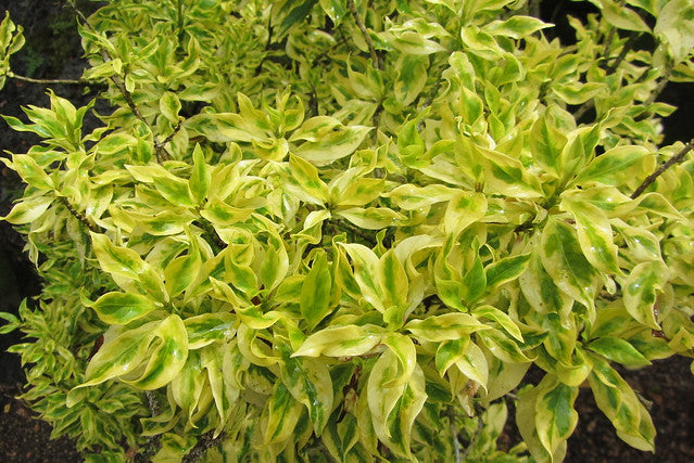 Caricature Plant aurea variegata (Graptophyllum pictum)