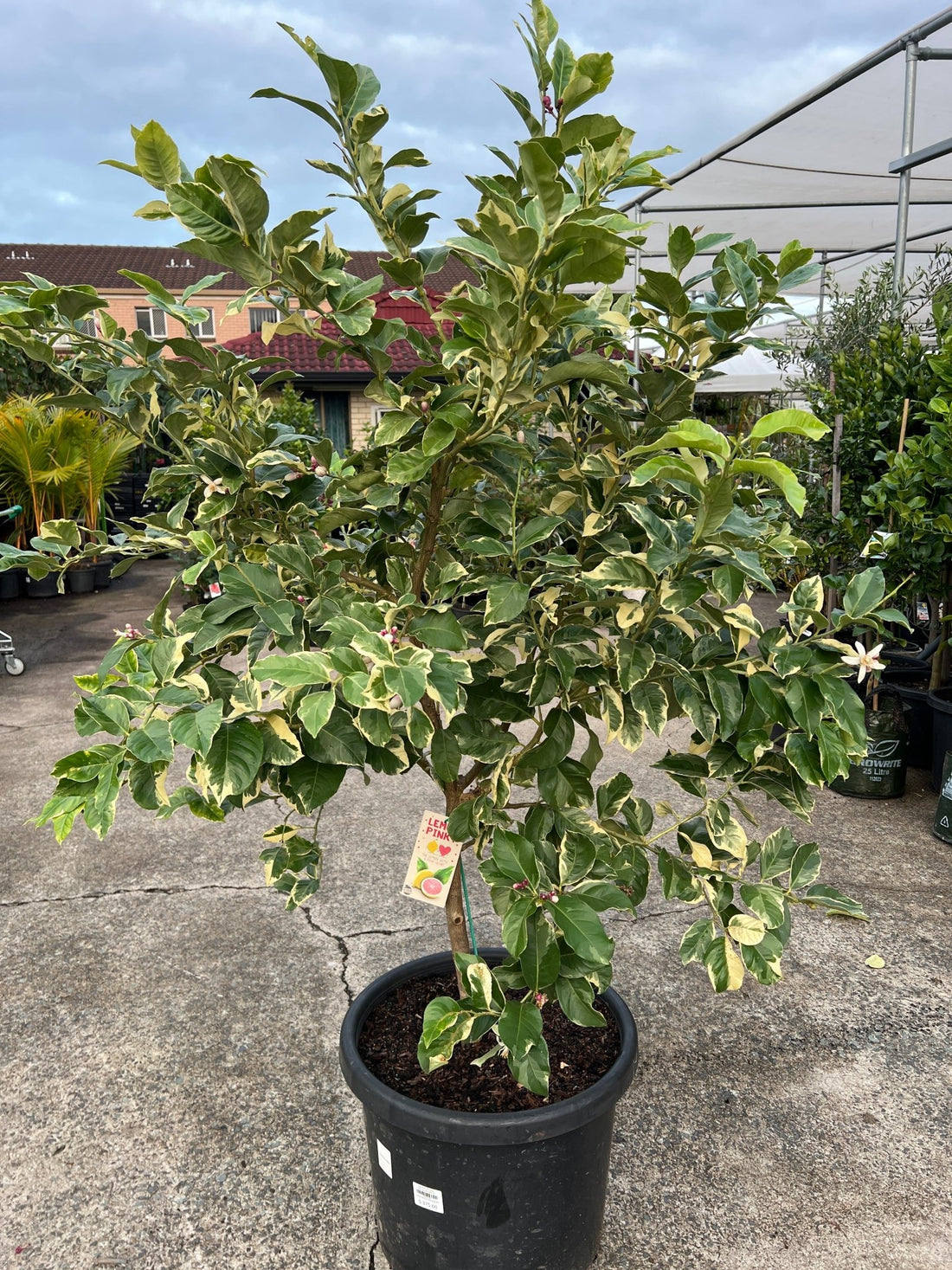 Lemon 'Pinky' - Advanced (PICKUP ONLY) - Ladybird Nursery