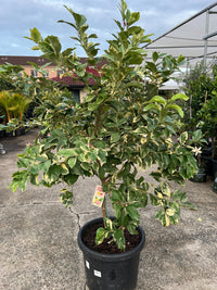 Lemon 'Pinky' - Advanced (PICKUP ONLY) - Ladybird Nursery