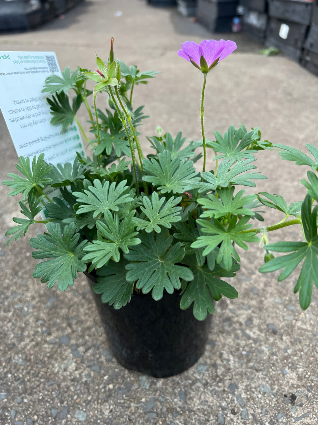 Geranium 'Party Lights Purple' - Ladybird Nursery