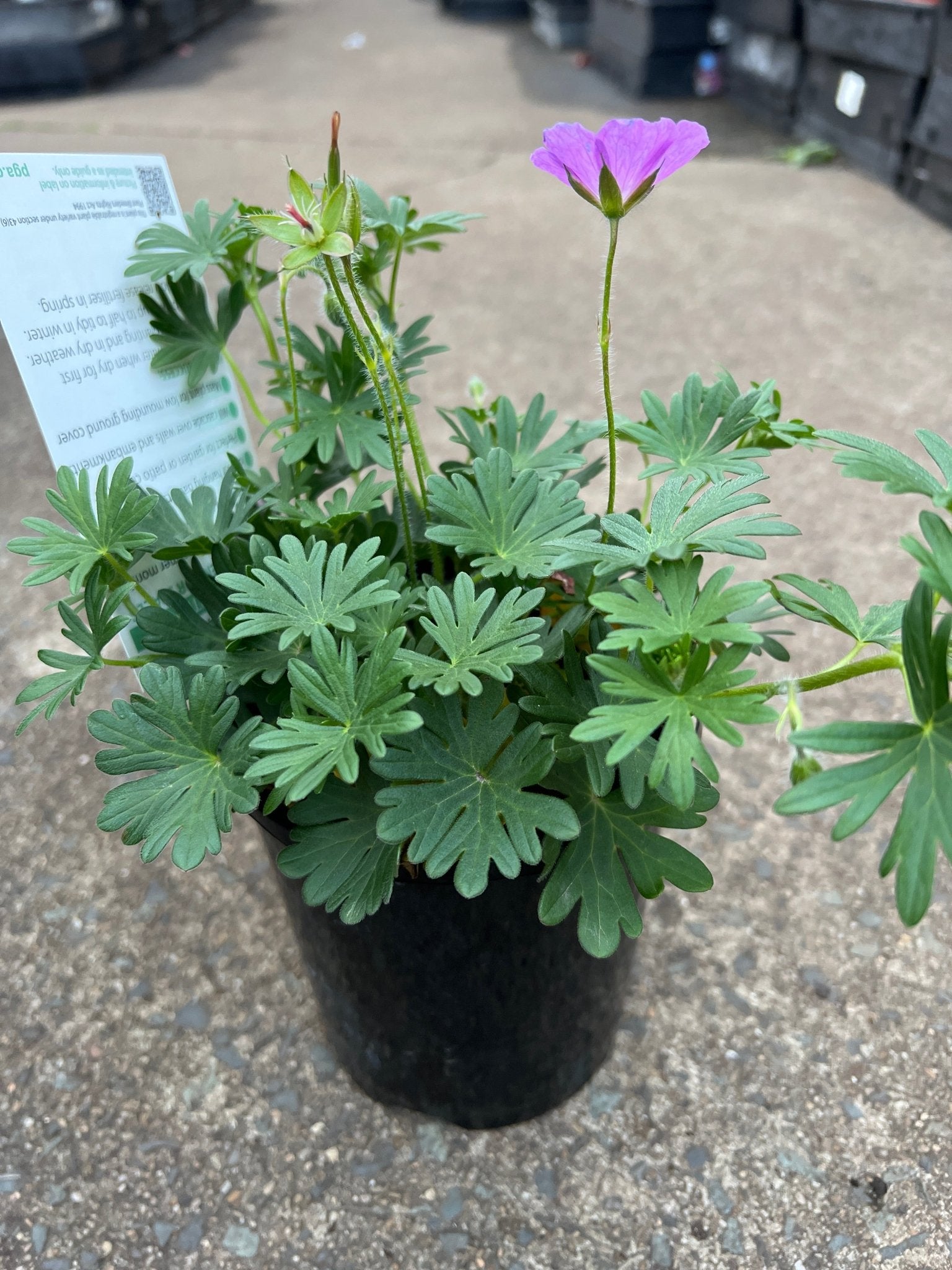 Geranium 'Party Lights Purple' - Ladybird Nursery
