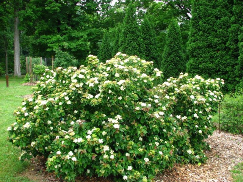 Dwarf Dogwood (Cornus pumila)