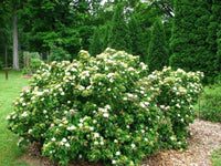 Dwarf Dogwood (Cornus pumila) - Ladybird Nursery