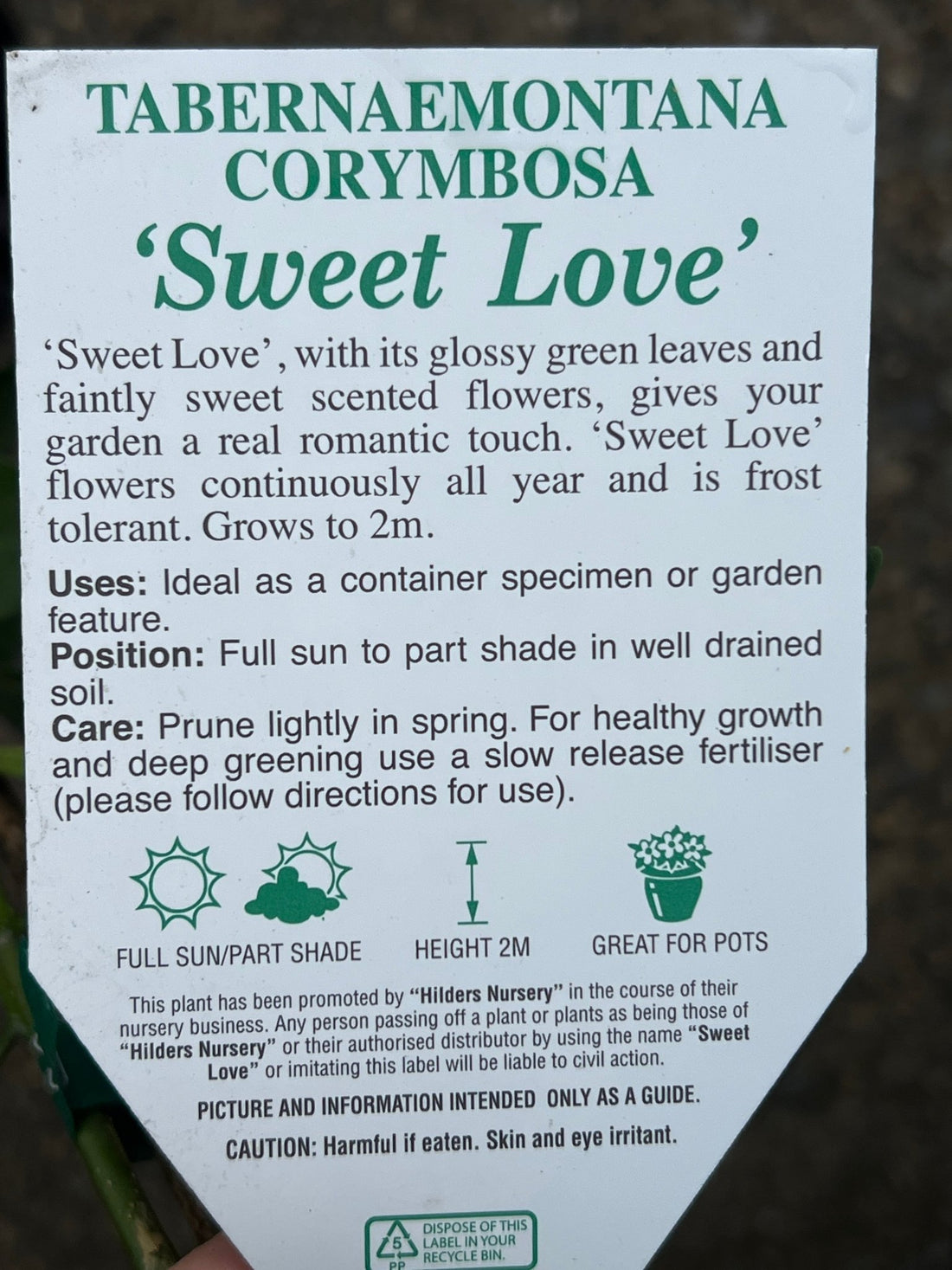 Tabernaemontana ‘Sweet Love’ - Ladybird Nursery