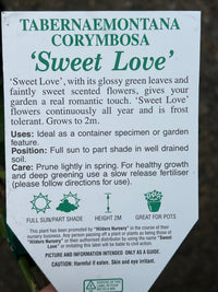Tabernaemontana ‘Sweet Love’ - Ladybird Nursery