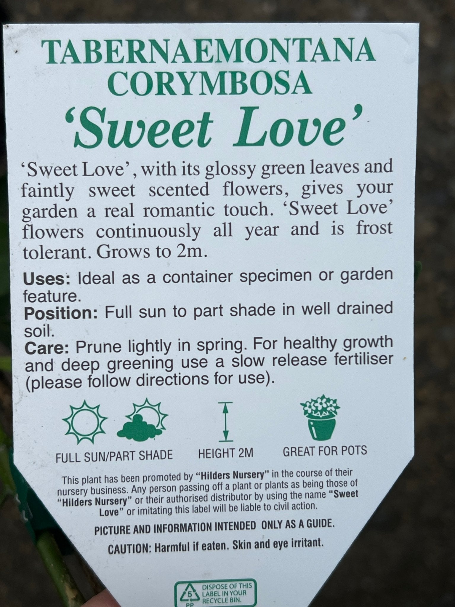 Tabernaemontana ‘Sweet Love’ - Ladybird Nursery
