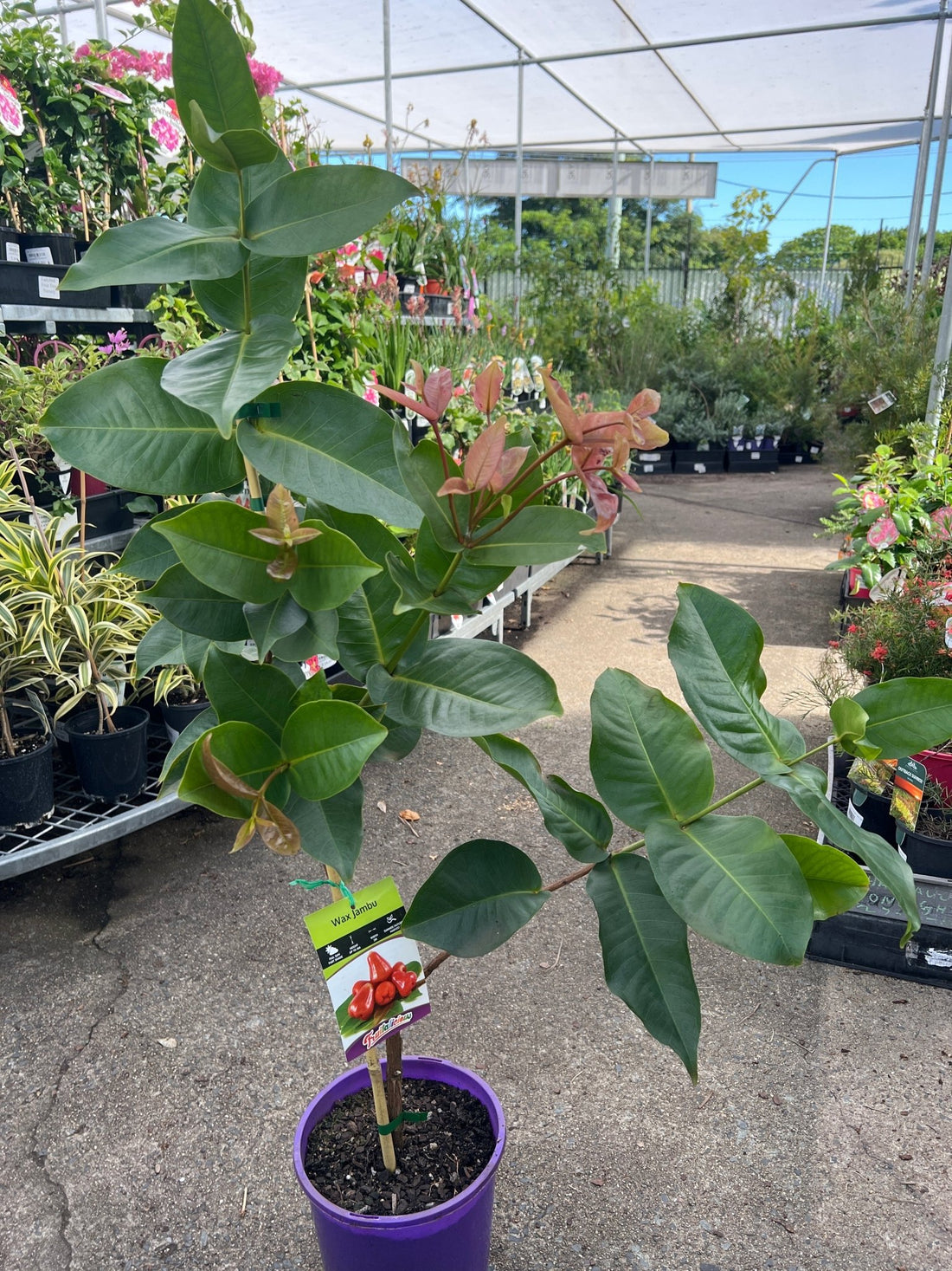 Wax Jambu Red - Ladybird Nursery
