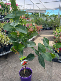 Wax Jambu Red - Ladybird Nursery