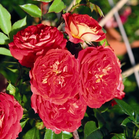 Rose Carmen Red (Rosa)