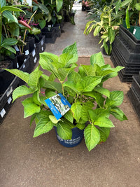 Hydrangea 'Blushing Bride' Endless Summer® - Ladybird Nursery