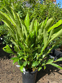 Jungle Princess (Alpinia purpurata) - Ladybird Nursery