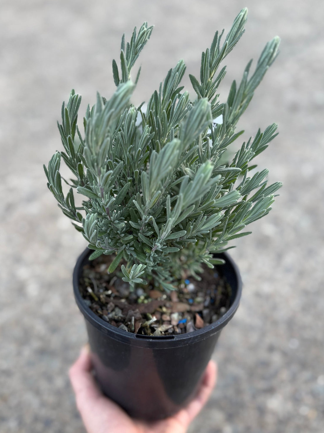 Lavender - LaDiva Big Night (Lavandula) - Ladybird Nursery