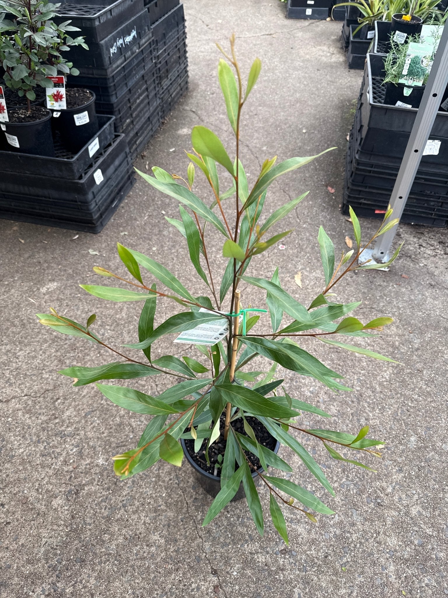 Grevillea Orange Marmalade - Ladybird Nursery