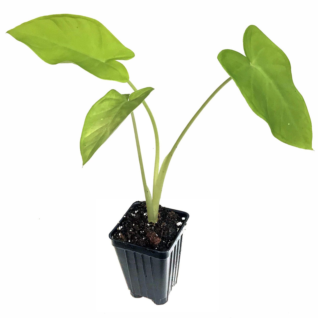 Elephant Ear aurea Tissue culture (Xanthosoma mafafa) - Ladybird Nursery