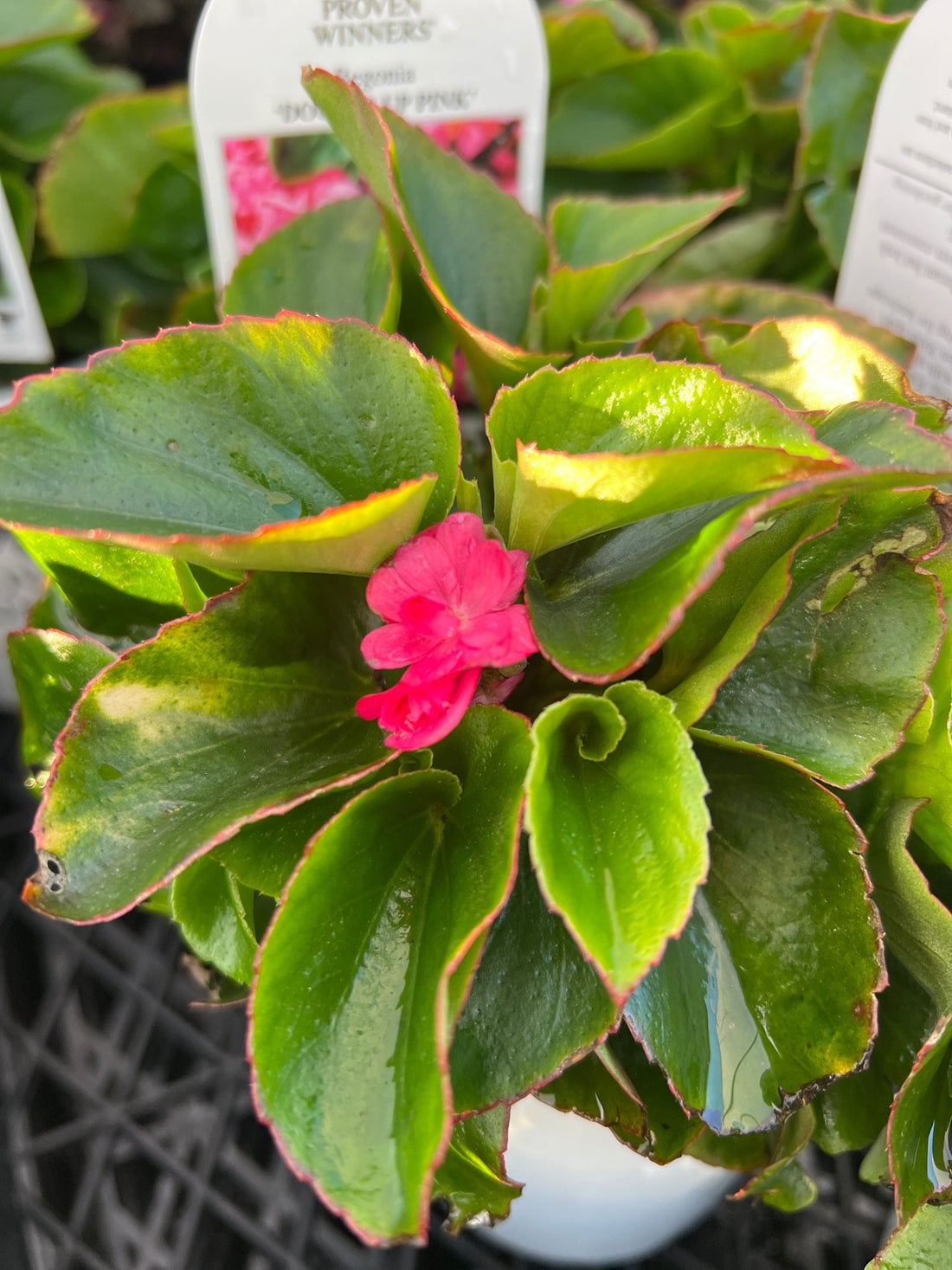 Begonia 'Double Up Pink' - Ladybird Nursery