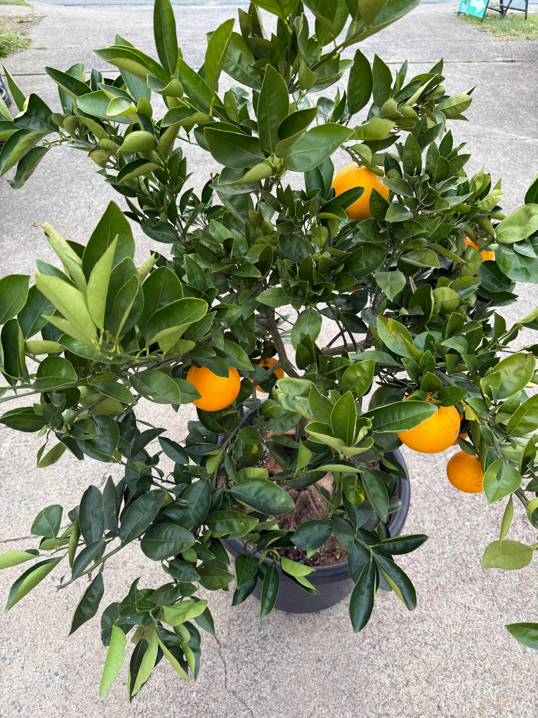 Orange 'Lanes Late Navel' Advanced 500mm Pot (PICK UP ONLY)