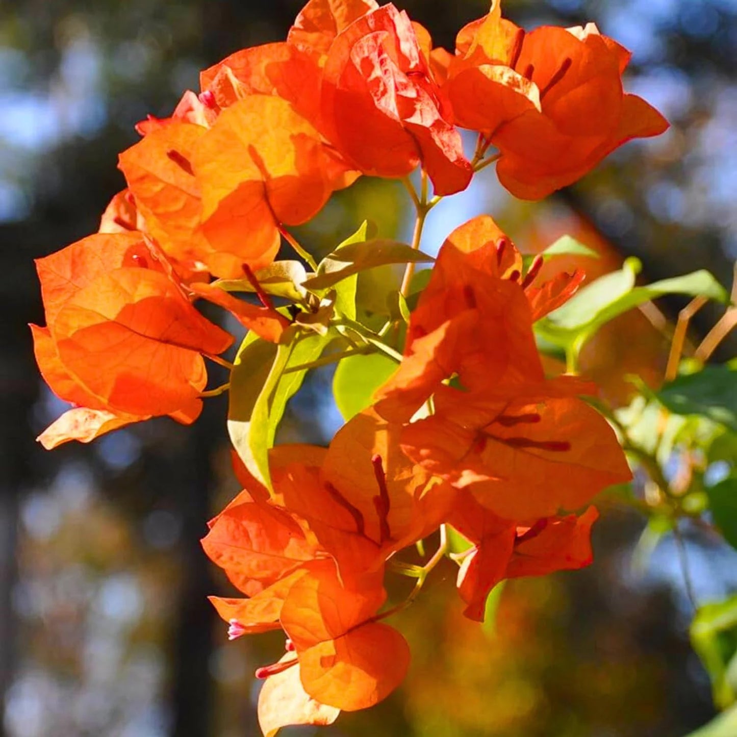 Bougainvillea Jamaican Orange (Bougainvillea glabra)