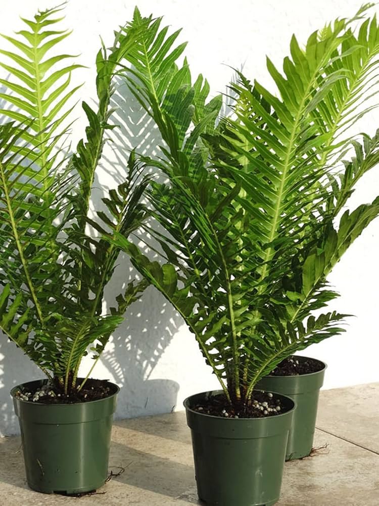 Silver Lady Fern 200mm (Blechnum gibbum)