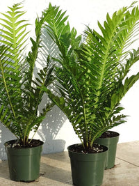 Silver Lady Fern 200mm (Blechnum gibbum)