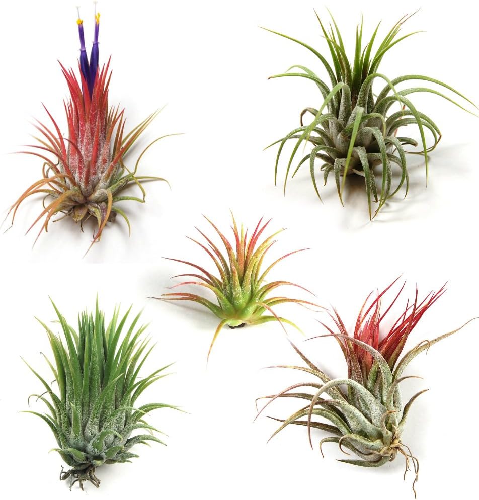 Air Plants (Tillandsia) Assorted - Ladybird Nursery