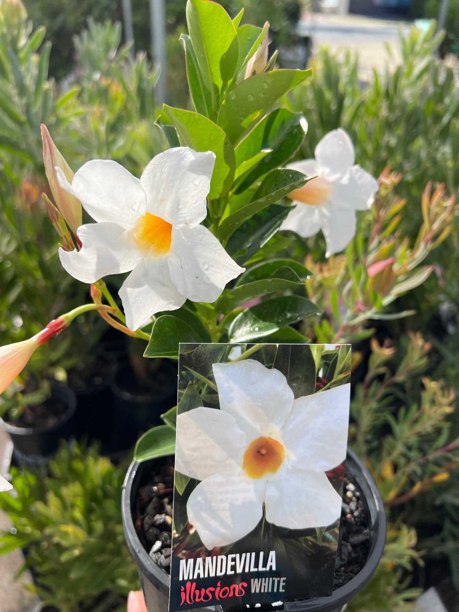 Mandevilla Illusions White - Ladybird Nursery