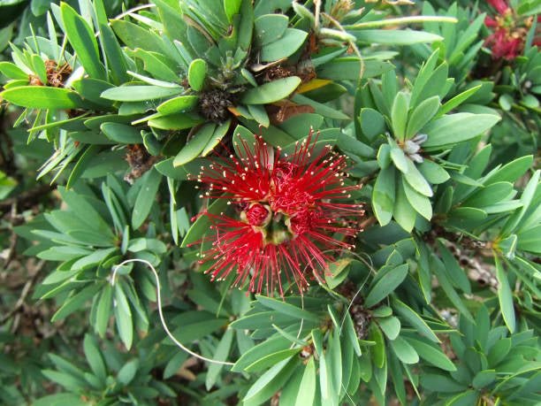 Dwarf Callistemon ‘Better John™’ - Ladybird Nursery