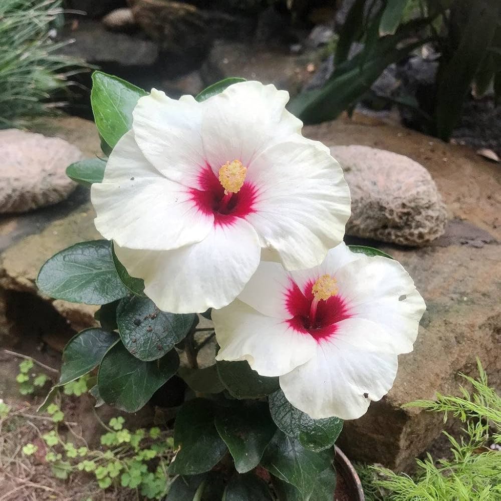 Hibiscus Flamenco™ Adonicus White - Ladybird Nursery