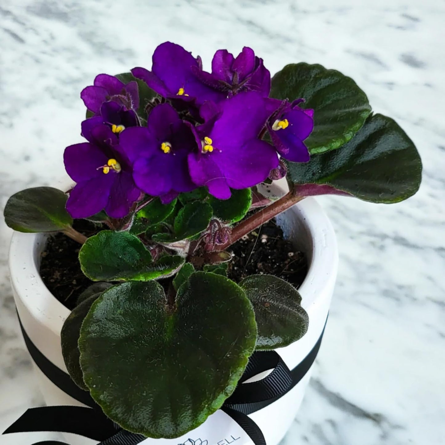 African Violet (Saintpaulia Spp.)
