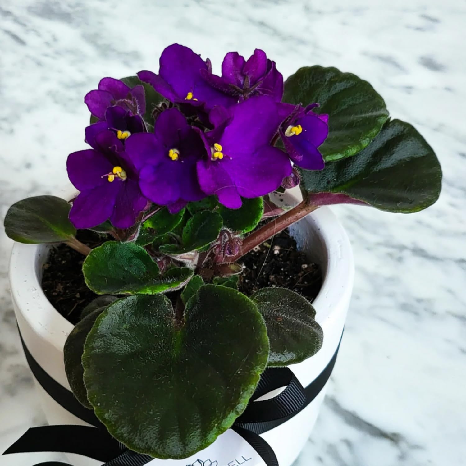 African Violet (Saintpaulia Spp.)