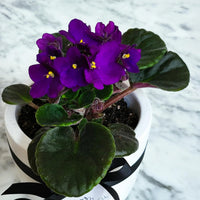 African Violet (Saintpaulia Spp.) Assorted - Ladybird Nursery