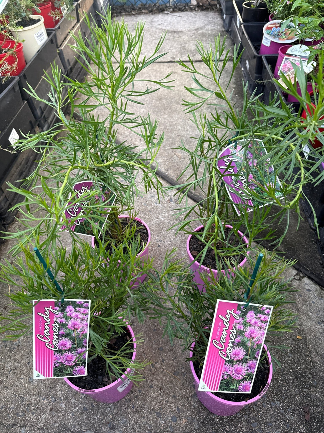 Isopogon ‘Candy Cones’ - Ladybird Nursery