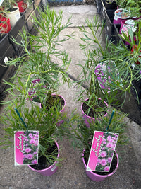 Isopogon ‘Candy Cones’ - Ladybird Nursery