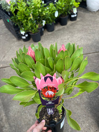 Protea 'Little Prince' - Ladybird Nursery