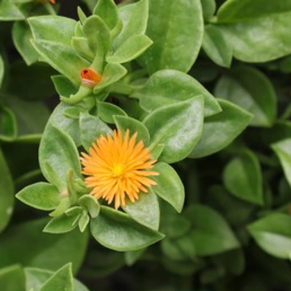 Yellow Heartleaf Ice Plant (Aptenia cordifolia)