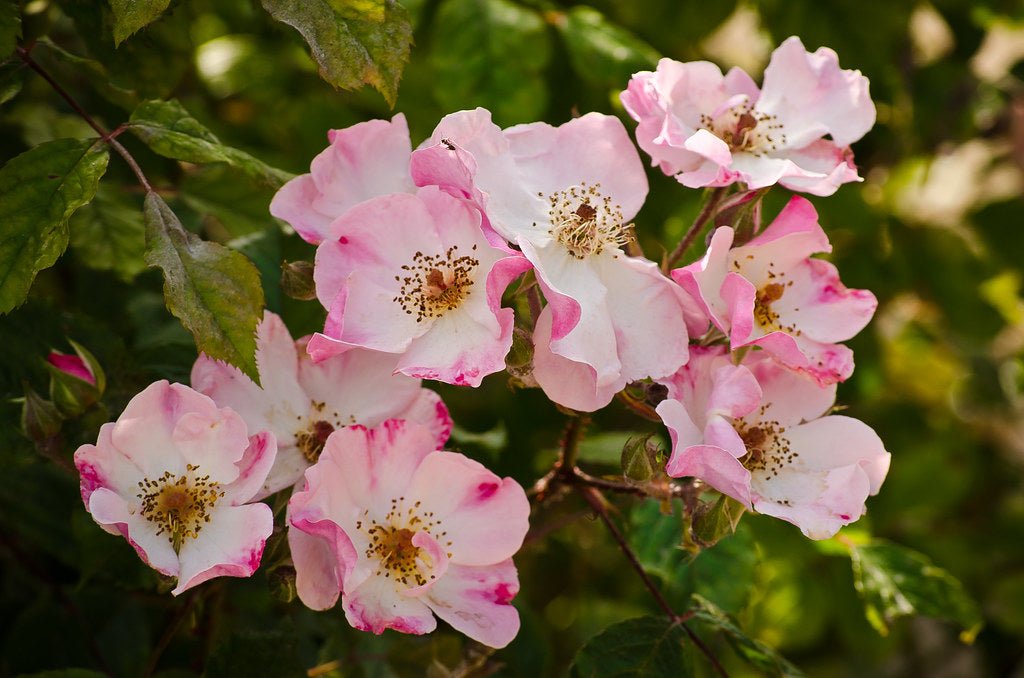 Rose Pink (Rosa multiflora) - Ladybird Nursery