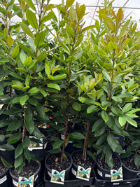 Water Gum LUSCIOUS® (Tristaniopsis laurina) - Ladybird Nursery