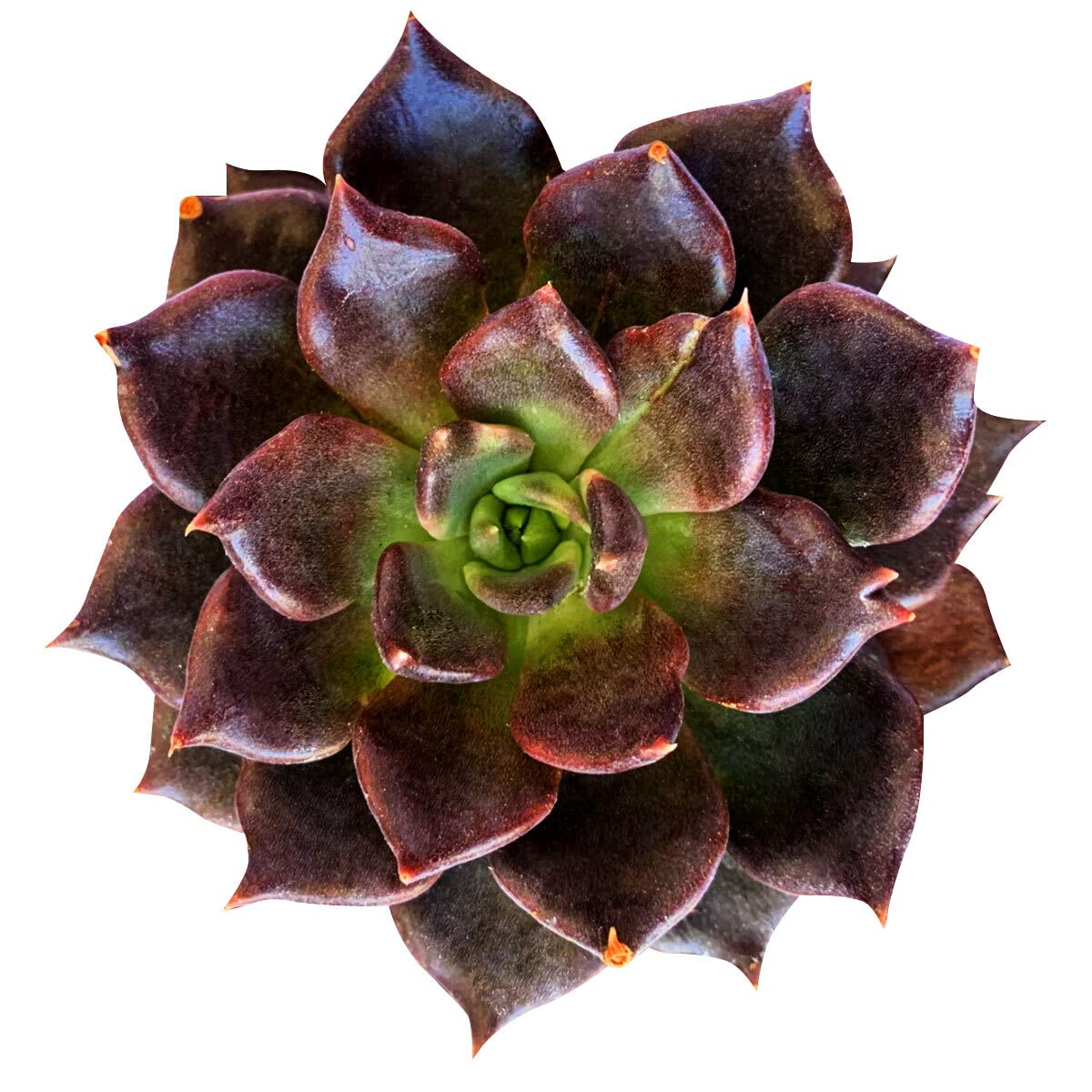 Hens and Chicks Prince (Echeveria Black)