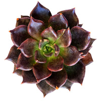 Hens and Chicks Prince (Echeveria Black)