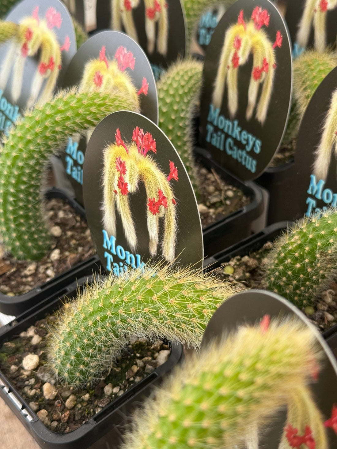 Monkey Tail Cactus - Ladybird Nursery