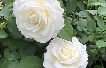 Rose Tineke 2 ft Standards (Rosa)