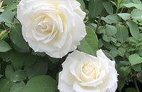 Rose Tineke 2 ft Standards (Rosa)