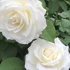 Rose Tineke 2 ft Standards (Rosa) - Ladybird Nursery