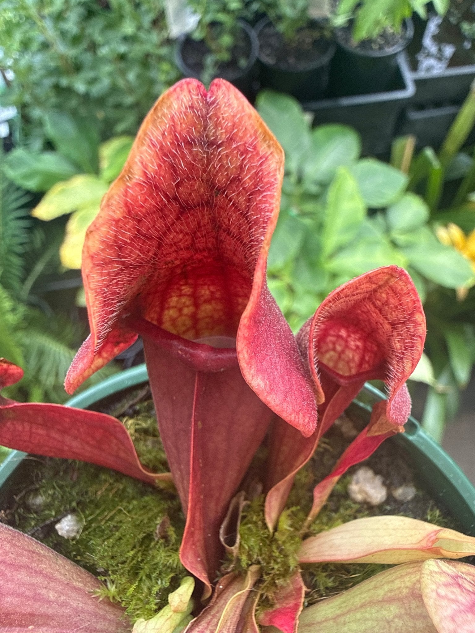 Pitcher Plant ‘purpurea’ (Sarracenia) 100mm Pot - Ladybird Nursery