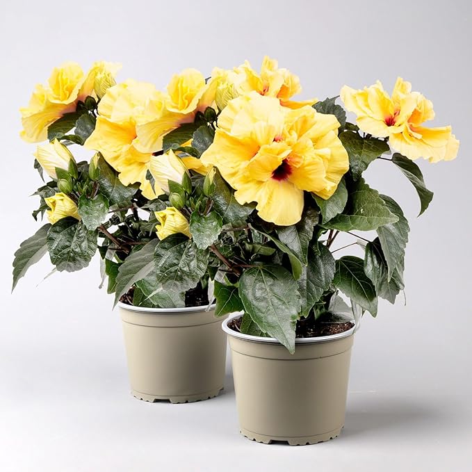 Chinese Hibiscus Adonicus Double Yellow (Hibiscus rosa-sinensis)