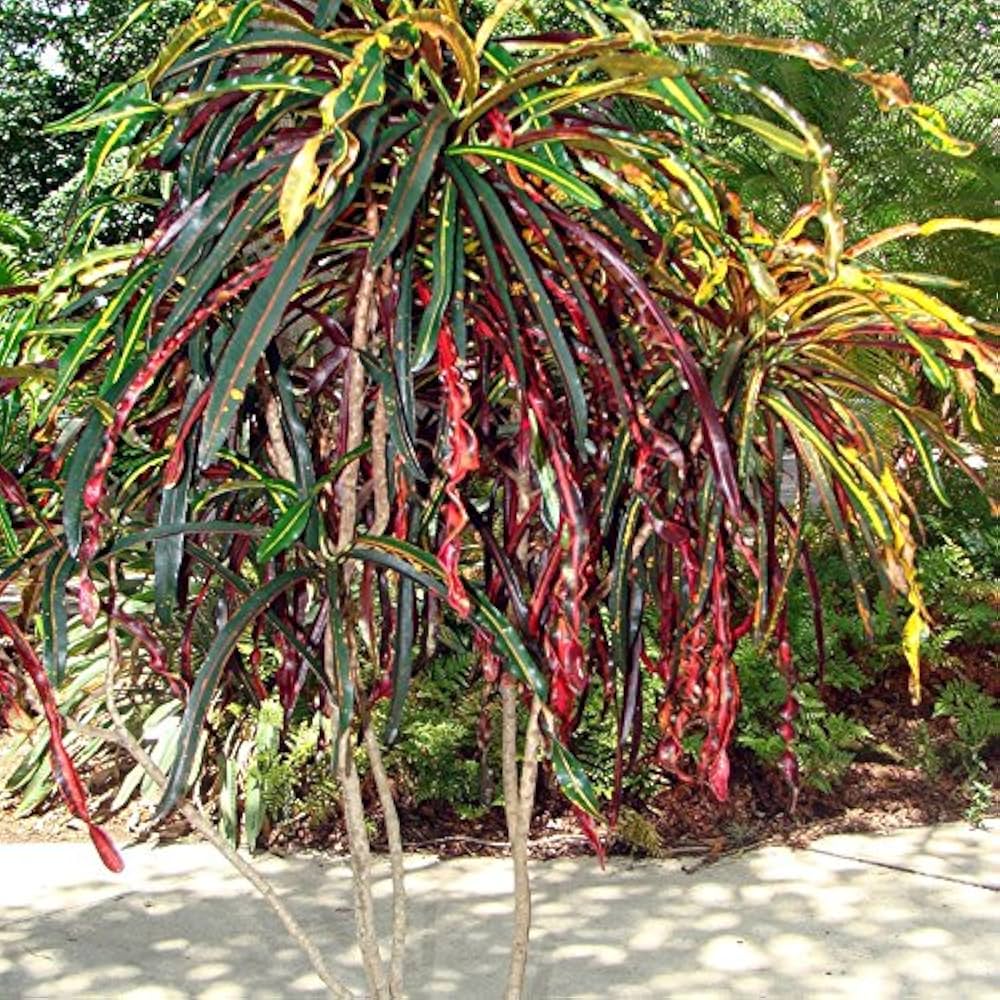 Croton Zanzibar (Codiaeum variegatum) - Ladybird Nursery