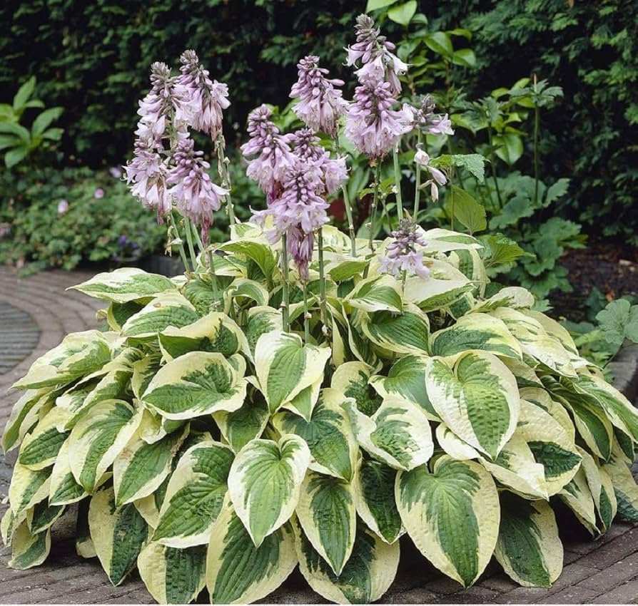Plantain Patriot Lily (Hosta ) - Ladybird Nursery