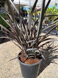 Phormium 'Purple Haze' - Large - Ladybird Nursery