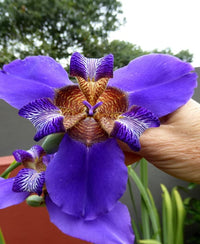 Walking Iris Indigo Bue (Neomarica caerulea)