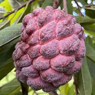 Purple Sugar Apple